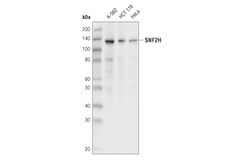 Cell Signaling Technology&nbsp;SNF2H D4W6N Rabbit mAb 100 u