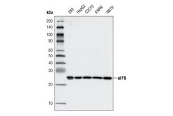 Cell Signaling Technology&nbsp;eIF6 D16E9 XPR Rabbit mAb