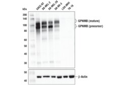 Cell Signaling Technology GPNMB E4D7P XPR Rabbit mAb