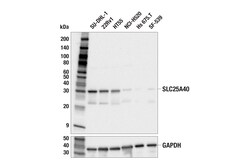 Cell Signaling Technology&nbsp;SLC25A40 E9C7Y Rabbit mAb 10