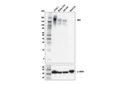 Cell Signaling Technology&nbsp;Mer D8W8T Rabbit mAb 100 ul
