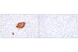 Cell Signaling Technology&nbsp;C-Peptide E7U7F XPR Rabbit