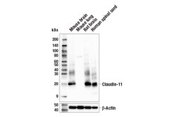 Cell Signaling Technology&nbsp;Claudin-11 E7E9U Rabbit mAb