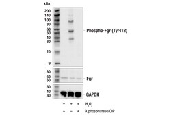 Cell Signaling Technology&nbsp;Phospho-Fgr Tyr412 E3R7L R