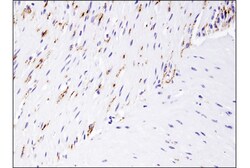 Cell Signaling Technology&nbsp;VIP D8J1V Rabbit mAb IHC Fo