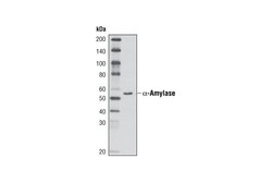 Cell Signaling Technology&nbsp;alpha-Amylase D55H10 XPR R
