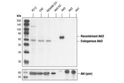 Cell Signaling Technology&nbsp;Akt3 62A8 Rabbit mAb 20 ul