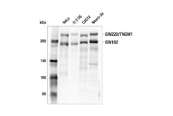 Cell Signaling Technology&nbsp;GW182 E4C7J Rabbit mAb 100 u