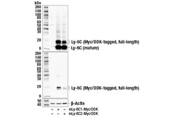 Cell Signaling Technology&nbsp;Ly-6C E7L3S Rabbit mAb 100 u