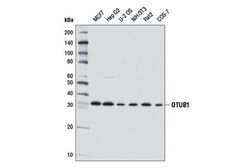 Cell Signaling Technology&nbsp;OTUB1 D8F7 Rabbit mAb 100 ul