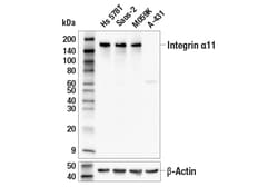 Cell Signaling Technology&nbsp;Integrin alpha-11 E6O6G Rabb