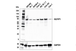 Cell Signaling Technology&nbsp;NUFIP1 Antibody 100 ul