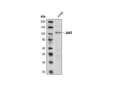 Cell Signaling Technology&nbsp;Jak3 Antibody 20 ul
