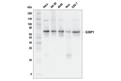 Cell Signaling Technology&nbsp;G3BP1 E7G9E Rabbit mAb 100 u