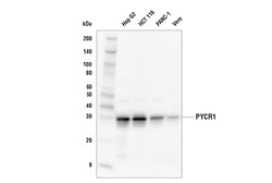 Cell Signaling Technology&nbsp;PYCR1 E7P3I Rabbit mAb 100 u