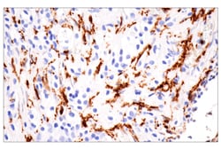Cell Signaling Technology&nbsp;p22phoxE7Y1F XPR Rabbit m