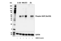 Cell Signaling Technology Phospho-VASP Ser239 E9L7Y