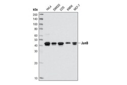 Cell Signaling Technology&nbsp;JunB C37F9 Rabbit mAb 20 ul