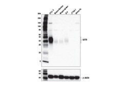 Cell Signaling Technology&nbsp;GITR E9O9H Rabbit mAb 100 ul
