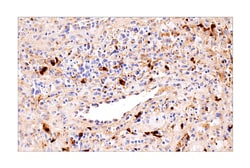 Cell Signaling Technology&nbsp;CXCL9/MIG E6Z5W Rabbit mAb