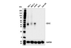 Cell Signaling Technology&nbsp;CD1C E6C9A Mouse mAb 100 ul