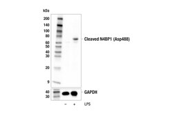 Cell Signaling Technology&nbsp;Cleaved N4BP1 Asp488 E8X4W