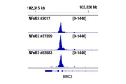 Cell Signaling Technology NF-kappa-B2 p100/p52 D7A9K R