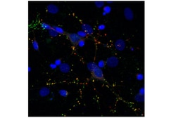 Cell Signaling Technology&nbsp;PSD95 7E3 Mouse mAb BSA and
