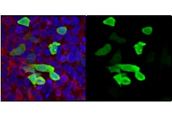 Cell Signaling Technology&nbsp;HA-Tag C29F4 Rabbit mAb Ale