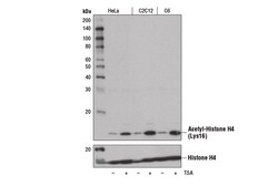 Cell Signaling Technology Acetyl-Histone H4 Lys16 E2B