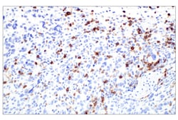 Cell Signaling Technology&nbsp;CD6 E9Q1V Rabbit mAb 100 ul