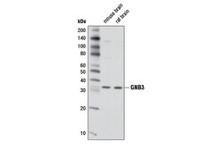 Cell Signaling Technology&nbsp;GNB3 Antibody 100 ul