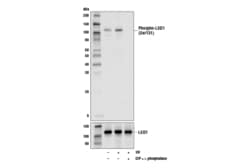 Cell Signaling Technology&nbsp;Phospho-LSD1 Ser131 Antibody