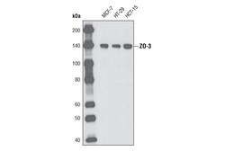 Cell Signaling Technology&nbsp;ZO-3 D57G7 XPR Rabbit mAb