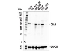Cell Signaling Technology&nbsp;Chk1 E9M4D Rabbit mAb 100 ul