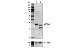 Cell Signaling Technology p27 Kip1 SX53G8.5 Mouse mAb