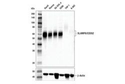 Cell Signaling Technology&nbsp;SLAMF6/CD352 E8K9W Rabbit mA