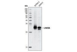 Cell Signaling Technology&nbsp;LIN28A D84C11 XPR Rabbit m