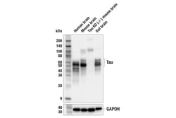 Cell Signaling Technology&nbsp;Tau E8G8H Rabbit mAb 100 ul