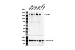 Cell Signaling Technology&nbsp;FNIP1 E9Y5U Rabbit mAb 100 u