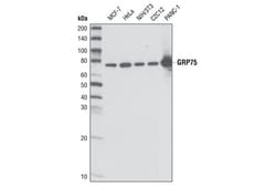Cell Signaling Technology Grp75 D13H4 XPR Rabbit mAb