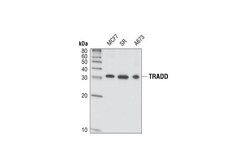 Cell Signaling Technology&nbsp;TRADD 7G8 Rabbit mAb 20 ul