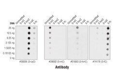 Cell Signaling Technology&nbsp;5-Carboxylcytosine 5-caC D7