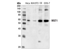 Cell Signaling Technology&nbsp;MST1 Antibody 20 ul