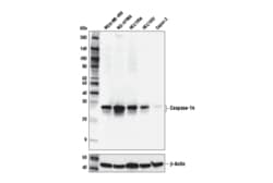 Cell Signaling Technology&nbsp;Caspase-14 D3J3D Rabbit mAb