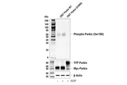 Cell Signaling Technology&nbsp;Phospho-Parkin Ser108 Antibo