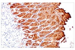 Cell Signaling Technology&nbsp;MUC5AC E9V1O XPR Rabbit mA