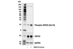 Cell Signaling Technology&nbsp;Phospho-HSP20 Ser16 E4W4X