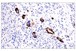 Cell Signaling Technology&nbsp;CHGA 5H7 Mouse mAb 100 ul