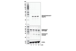 Cell Signaling Technology Cleaved Gasdermin D Asp275